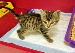 Котёнок Фунтик мечтает о семье.