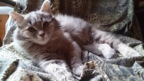 Ищет дом ласковая кошка Маша