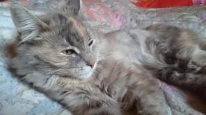 Ищет дом ласковая кошка Маша