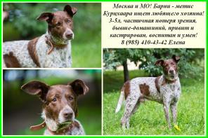 Москва и МО! Ищет дом метис Курцхаара с частичной потерей зрения!