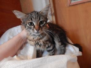 Котёнок в добрые руки