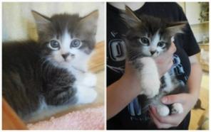 Котенок ромашка в добрые руки