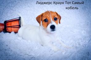 Только импортные крови Джек Рассел Терьер