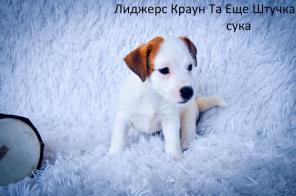 Только импортные крови Джек Рассел Терьер
