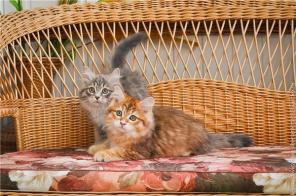 Сибирские котята - нарядные мальчики