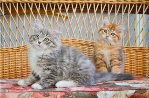Сибирские котята - нарядные мальчики