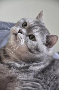 Ищет дом котик Дуся, породы британская шиншилла, 6 лет.
