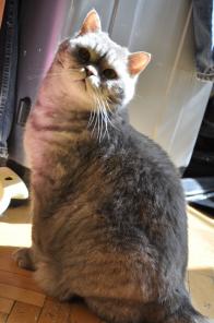 Ищет дом котик Дуся, породы британская шиншилла, 6 лет.