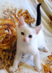 озорные котята в умные и добрые руки!