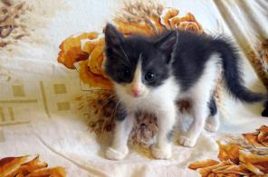 озорные котята в умные и добрые руки!