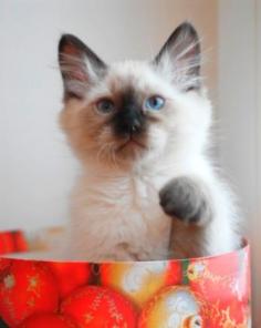 Котенок очаровашка невский маскарадный