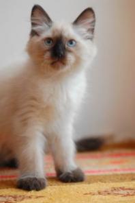 Котенок очаровашка невский маскарадный