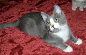 В поисках дома, котенок ФЕЯ!