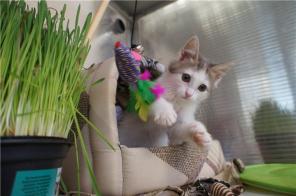 Кошечка Бубочка 1,5 мес. в дар.