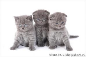 клубные котята питомника"sweettoy"