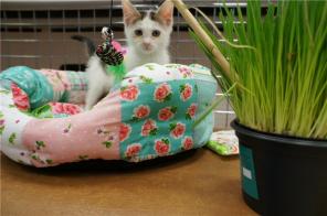 Котик с короновирусом Мурзик