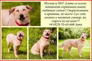 Москва и МО! Красавица Агата готова охранять Ваши счастье и покой!
