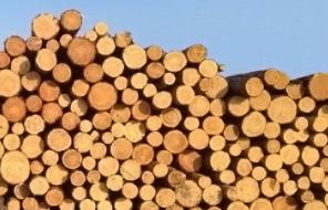 Реализуем Сибирскую лиственницу кругляк