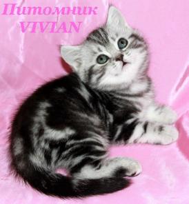 Британские котята вискас из питомника VIVIAN