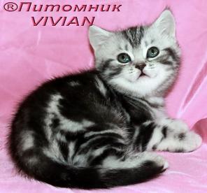 Британские котята вискас из питомника VIVIAN