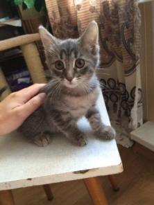 Котенок Тимка ищет добрые ручки!