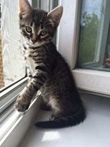 Котенок Мася ищет добрые ручки!