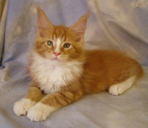 Чистокровные котята мейн кун из питомника PEARL PRAID !!!