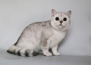 Британские котята