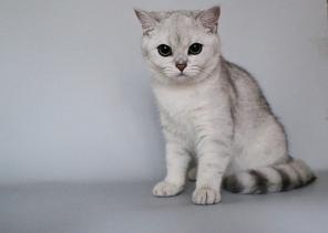 Британские котята