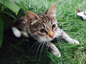 Очень красивая кошечка ищет любящих хозяев