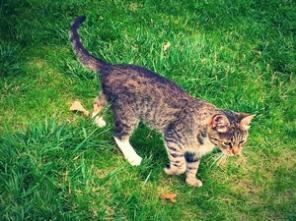 Очень красивая кошечка ищет любящих хозяев