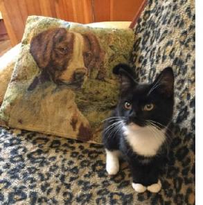 Котенок ищет добрые ручки