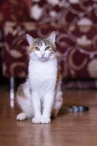 Ищет дом кошечка Маняша!