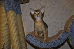 Абиссинские котята