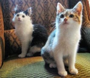 котята ищут доброе сердце