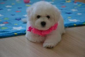 Питомник РКФ "СНОУ ВАЙТ ЛЕМБ" предлагает щенков Бишон Фризе