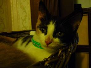 котята в дар
