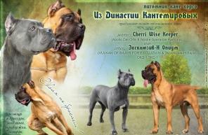 Кане корсо дети чемпионов