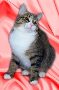 Красавец котик Бонифаций ищет любящих хозяев!