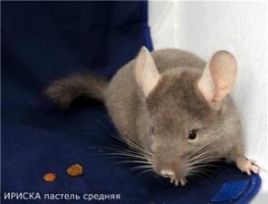 Шиншиллы из домашнего питомника. Ставрополь.
