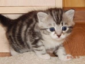 Внимание! Разыскиваются хозяева для милашек котят