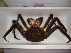 Мясо краба,конечности краба купить,морской гребешок,икра красная.Доставка по РФ.