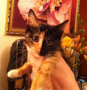 Необыкновенный котенок Масяня в дар!