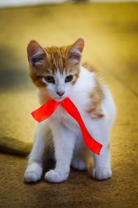 Подарю взрослого котенка