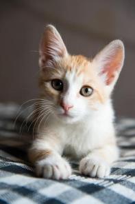 Оттенки счастья – котенок персикового цвета.