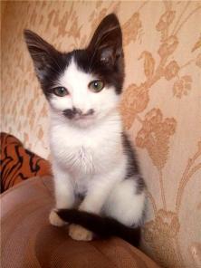Умный, ласковый котенок в дар.