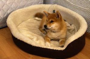 Щенок Сиба-ину (Shiba, Шиба, Сиба)