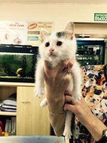 В дар чудесный котенок девочка!