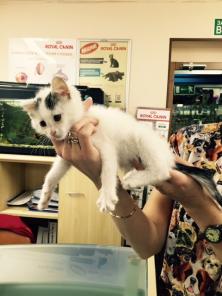 В дар чудесный котенок девочка!