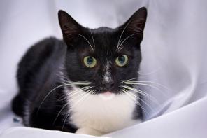 Ласковый котик Маркиз в дар!